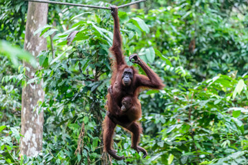 orangutans or pongo pygmaeus is the only asian great found on the island of Borneo and Sumatra