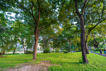 Fototapeta na wymiar Tropical green tree forest in city public park sunshine day