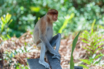 The proboscis monkey (Nasalis larvatus) or long-nosed monkey is a reddish-brown arboreal Old World...