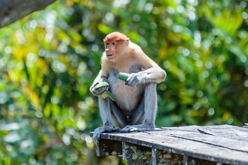 The proboscis monkey (Nasalis larvatus) or long-nosed monkey is a reddish-brown arboreal Old World...