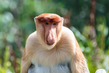 The proboscis monkey (Nasalis larvatus) or long-nosed monkey is a reddish-brown arboreal Old World monkey with an unusually large nose. It is endemic to the southeast Asian island of Borneo.