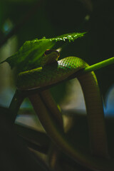 Cobra Cipó