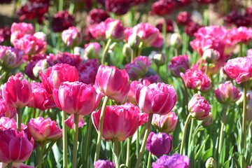 チューリップ　日本庭園　島根　由志園
