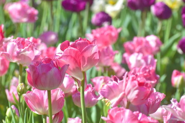 チューリップ　日本庭園　島根　由志園