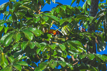 Tucano