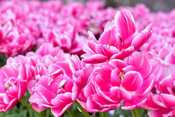 チューリップ　日本庭園　島根　由志園