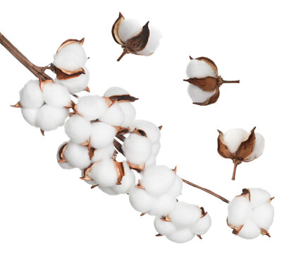 Fluffy cotton flowers isolated on white, set