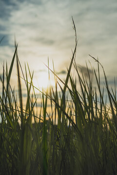 close up view of tall grass under the sun light.