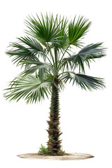 Bismarck palm tree isolated on white