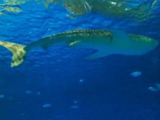Fototapeta na wymiar A whale shark in aquarium, Kagoshima, Japan