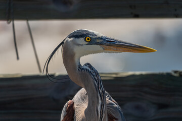great blue heron