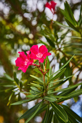 Obraz premium Vibrant Pink Oleander Blossoms with Soft Bokeh Background