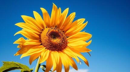 Close-up of a sunflower, its golden petals in sharp focus against a clear azure sky.