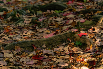 autumn leaves on the ground