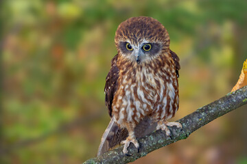 Falco sparrow (Falco sparverius) is the only representative of the American continent. In North America, the most common Falco representative is. AMERICAN KESTREL