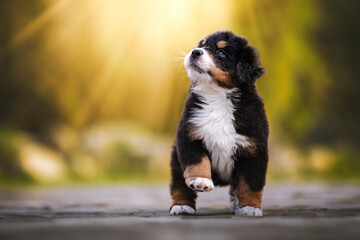 Naklejka na ściany i meble Adorable bernese mountain dog puppy