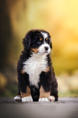Adorable bernese mountain dog puppy