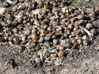 small snails on the ground