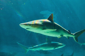 Fototapeta premium Swimming Sharks in Blue Aquarium Waters with Light Play