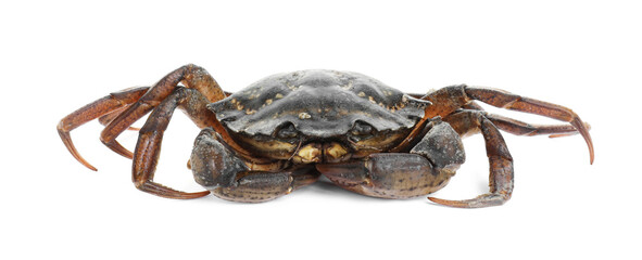 One fresh raw crab isolated on white