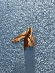 a closeup shot of a moth on the cement wall