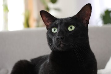 Adorable black cat with green eyes at home. Lovely pet