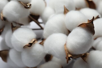 Fluffy cotton flowers on white background, closeup