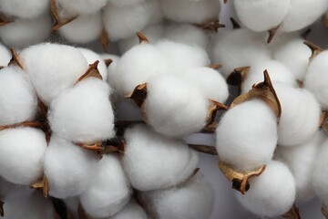 Fluffy cotton flowers on white background, closeup