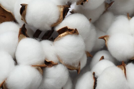 Fluffy cotton flowers on white background, closeup
