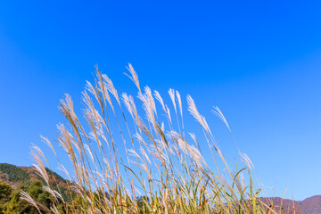 世界遺産白川郷の秋景色　岐阜県白川村