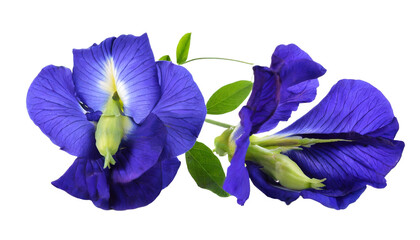 Butterfly pea flower Isolated on white