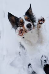 Border collie dog in snow