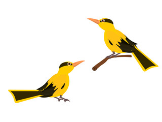 Oriolidae on a white background.