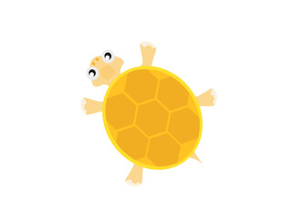 Fototapeta premium Turtle on a white background.