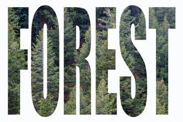 Word FOREST in white mask with image of pine tree forest viewed in text cut out. Mountain pine...