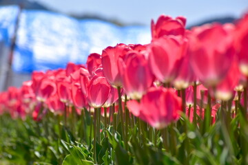島根　チューリップ　春　伯太チューリップ