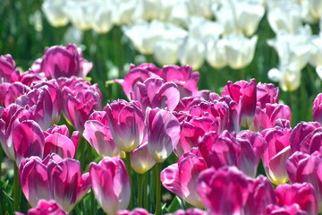 島根　チューリップ　春　伯太チューリップ