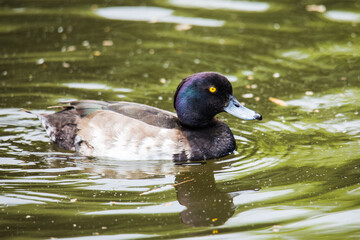 Tufted Duck's Tranquil Glide