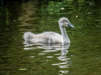 Young Grey Swan's Tranquil Sojourn