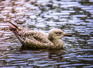 Herring Gull's Graceful Swim