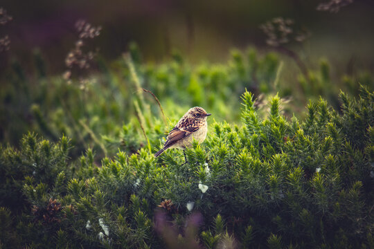 Common Stonechat Amidst Prickly Greens