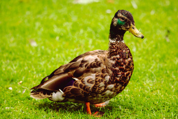 Poised Grass Duck