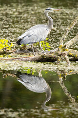 Reflecting Heron