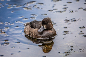 Swimming Tufted Duck