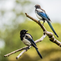 Fototapeta premium Searching Magpies