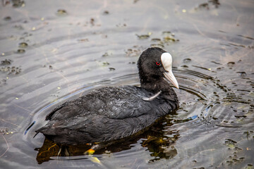 Swimming Eurasian Coot