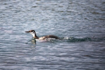 Common Loon Gliding on Calm Waters