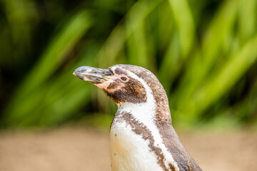 Fototapeta premium Penguine Profile