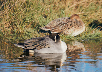 Shy Ducks