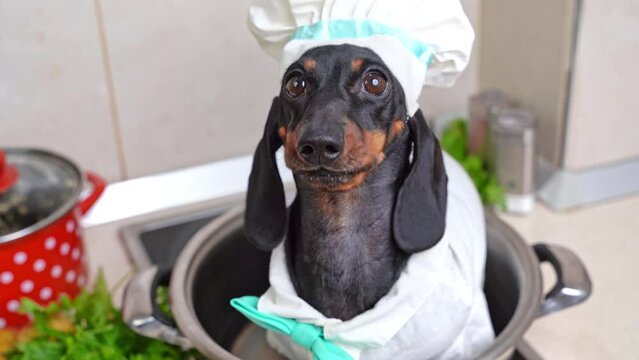 Funny dachshund dog in white chef's hat and uniform in the kitchen stands by the pan and barks demandingly. Children's cooking show, master class Fidget puppy prepares delicious food, licks his lips